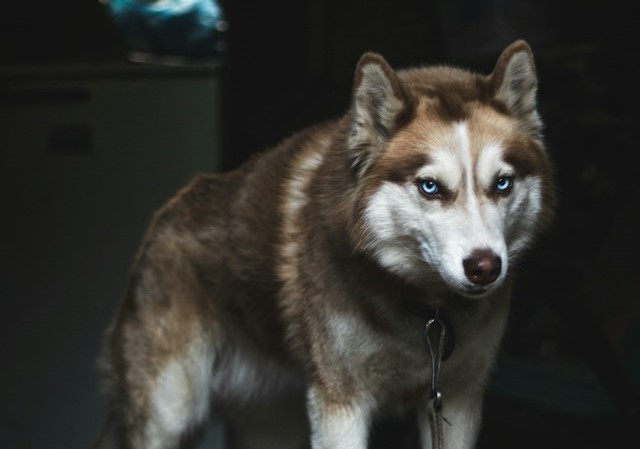 5-most-dangerous-dogs